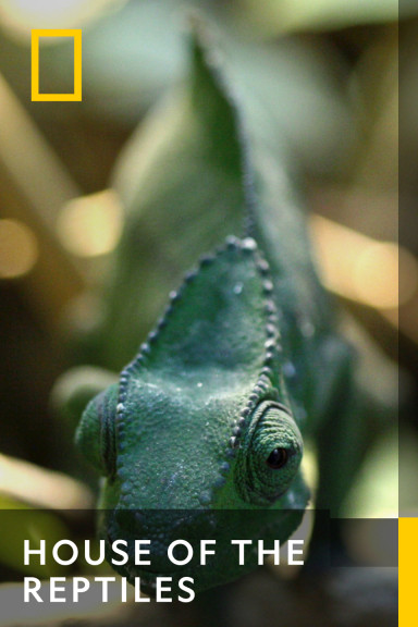 BE-NL - HOUSE OF THE REPTILES
