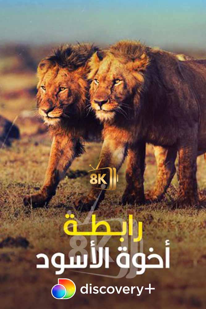 DSC+D - Brotherhood of Lions (2024) رابطة اخوة الاسود