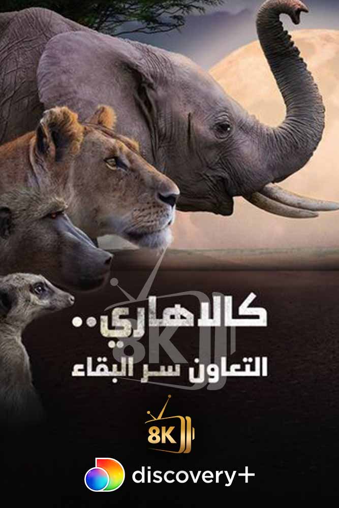 DSC+D - Kalahari: Land of Secret Alliances (2022) كالاهاري التعاون سر البقاء